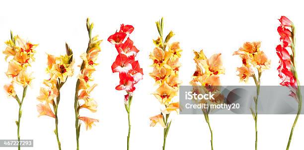 Foto de Gladiolius Flores Em Uma Linha e mais fotos de stock de Arranjo - Arranjo, Bouquet, Bulbo