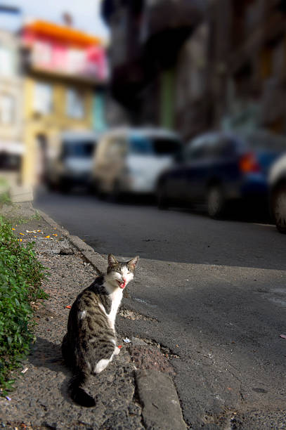 istock Happy yawning cat in sunny street 467227363