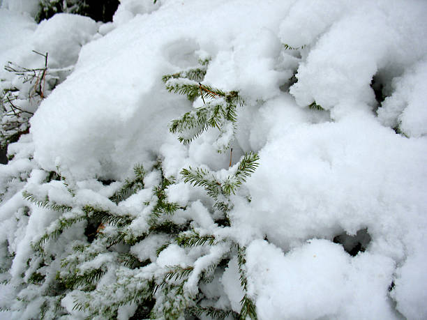 istock snowdrifts on branches of trees 467227605
