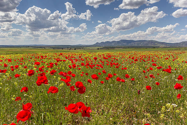 istock Field of poppies 467227627