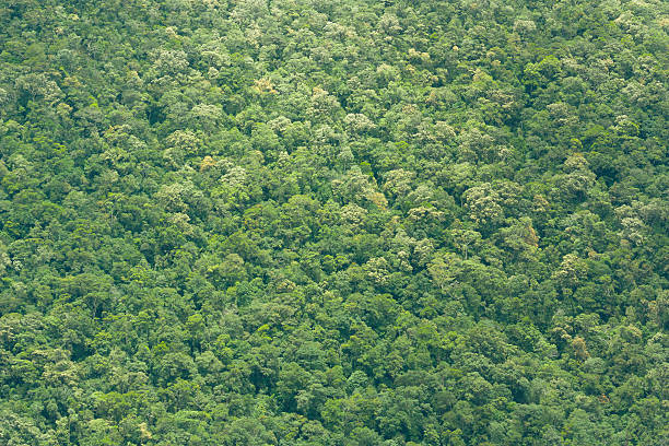 istock View of Vietnamese rainforrest (green jungle) 467228279