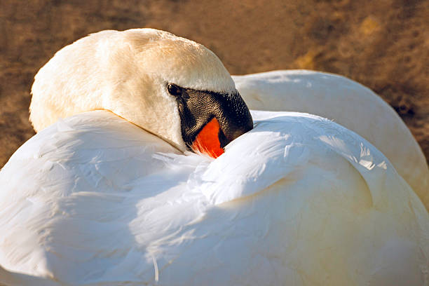 istock Mute swan hiding in its own plumage 467228283