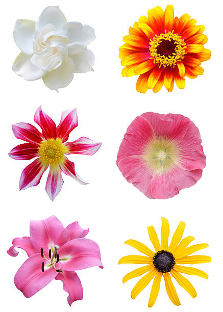 istock Collection gardening flowers 467228328