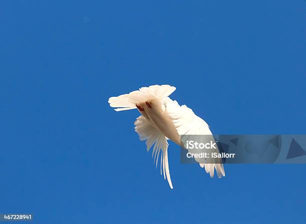 White Pigeon Stock Photo - Download Image Now - Animal, Animal Body Part, Animal Wing