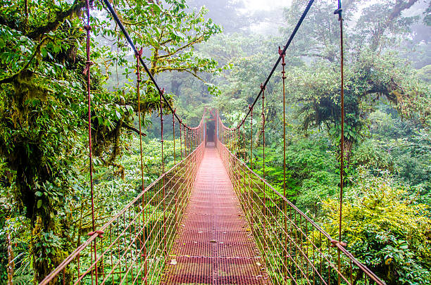 istock Bridge in Rainforest Monteverde - Costa Rica 467231472