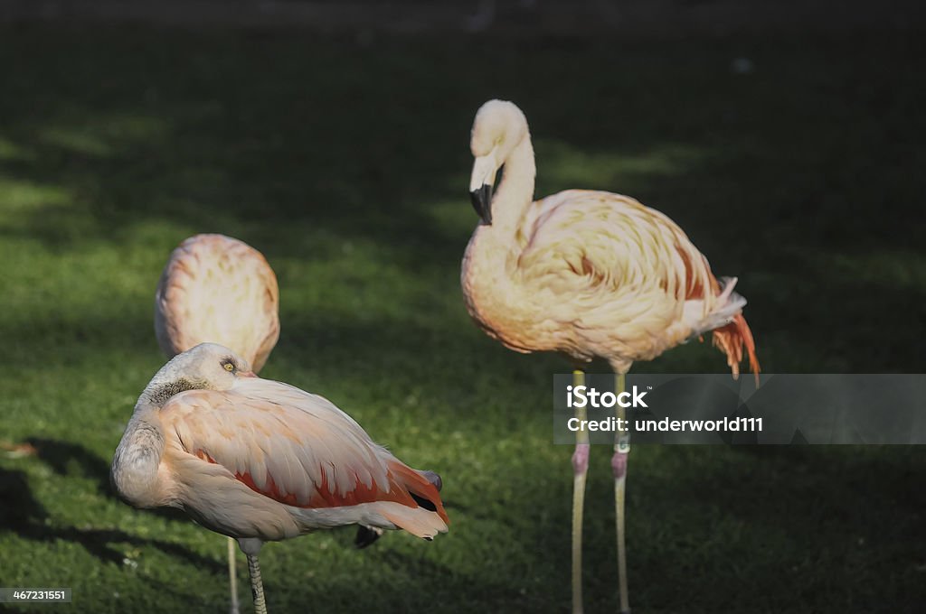 Różowy dorosłych Flamingo - Zbiór zdjęć royalty-free (Biały)