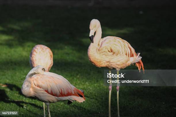 Różowy Dorosłych Flamingo - zdjęcia stockowe i więcej obrazów Biały - Biały, Bunt, Dzikie zwierzęta