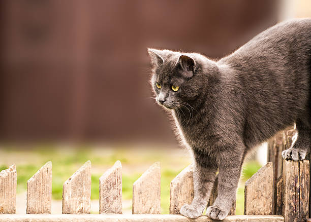 istock Cute cat walking on a wooden fence 467231580