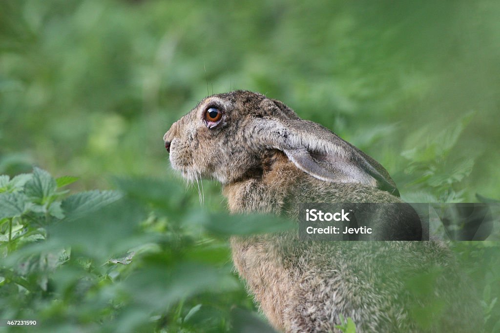 European rabbit Cute european rabbit with big eyes peeking from high grass 2015 Stock Photo