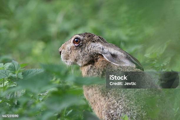 European Rabbit Stock Photo - Download Image Now - 2015, Animal, Animal Body Part