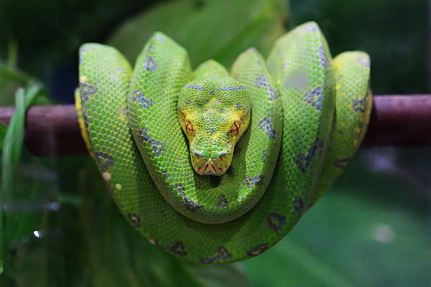 초록나무비단뱀 - green tree python 뉴스 사진 이미지