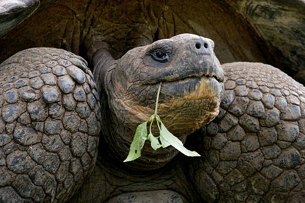 istock Portrait of a Galapagos tortoise. 467232430