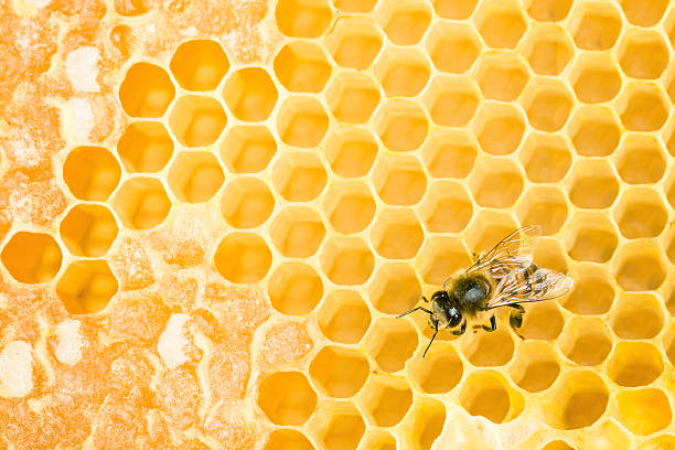 abeja de trabajo - honeyed fotografías e imágenes de stock