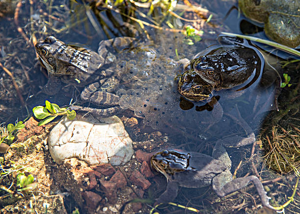 grenouilles et des crapauds - lily pond photos et images de collection