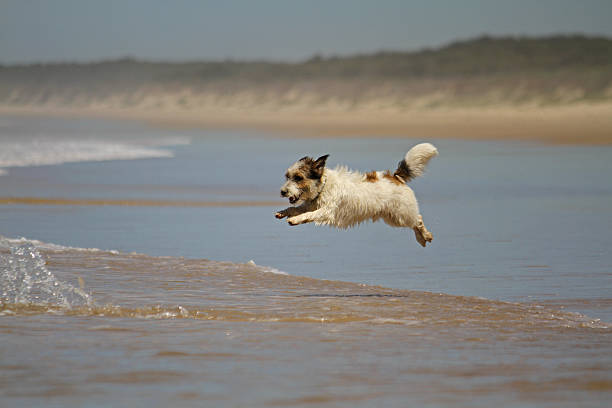 istock Jack russell dog jumping a wave at the beach 467232660