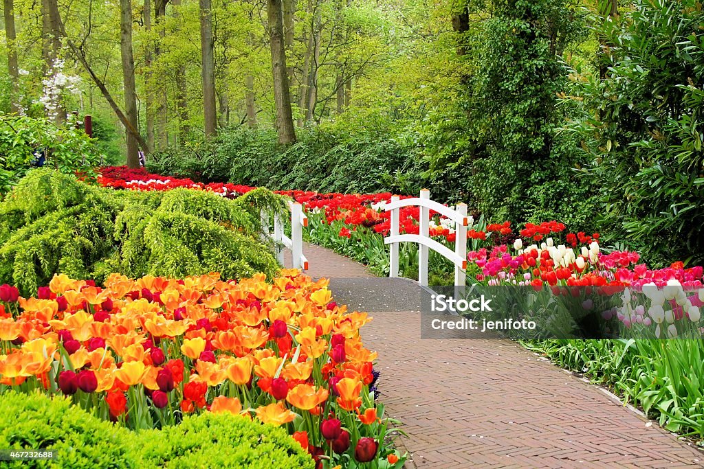 Walkway through spring flowers Walkway through spring flowers at Keukenhof Gardens, Netherlands Flower Stock Photo