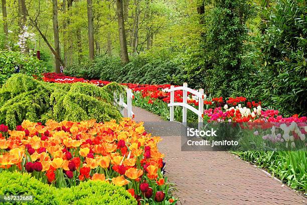 Walkway Through Spring Flowers Stock Photo - Download Image Now - Flower, Footpath, Pink Color