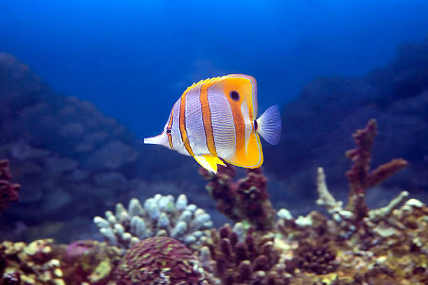 istock Fish-butterfly tweezers Helman 467233054