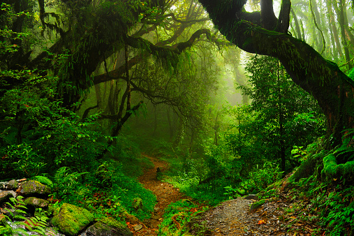 Nepal jungle area at the foot of the Annapurna