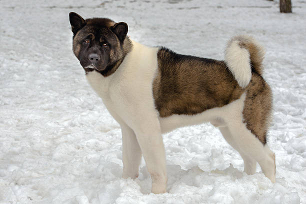 istock Akita in snow. 467233310