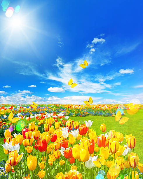 istock Tulip flowers in green grass. 467233322