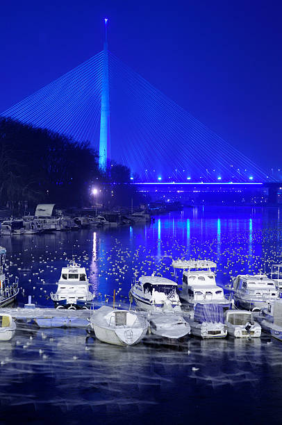 silvergulls и мост - urban sprawl cityscape common gull suspension bridge стоковые фото и изображения