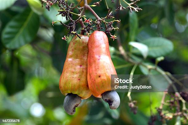 Cashew Apple And Nut Stock Photo - Download Image Now - 2015, Apple - Fruit, Cashew