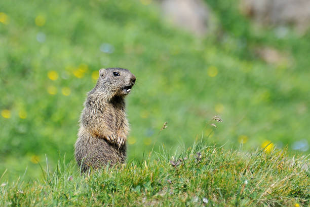 Groundhog A groundhog whistling, in Austrian mountain groundhog stock pictures, royalty-free photos & images