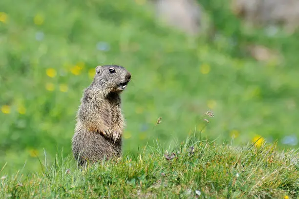 A groundhog whistling, in Austrian mountain