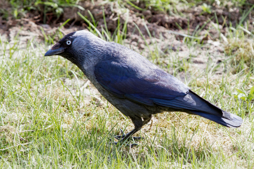 A profile portrait of a european jackdaw standing in a grassy environment.