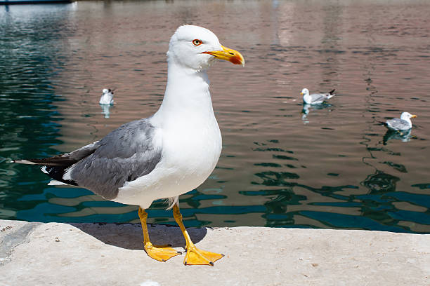 istock big seagull standing on the stone border in the harbor 467238312