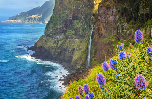 Madeira landscape. Elevated view from the Belvedere on Seixla´s coastline, purple Pride of Madeira flowers,  the landmark Bridal Veil (Véu de noiva) waterfall flowing into the Atlantic ocean.