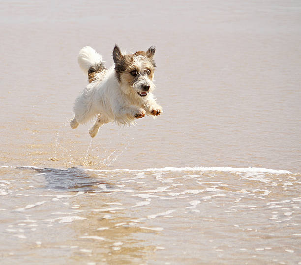 istock Jack russell dog jumping a wave at the beach 467238916