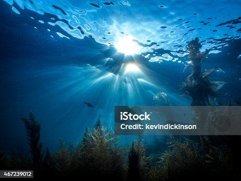istock Laguna Beach Underwater Sunburst, Reef, Kelp 467239012