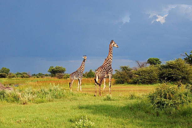 A Pair of giraffes (Giraffa camelopardalis) in the Okavango Delta, Botswana