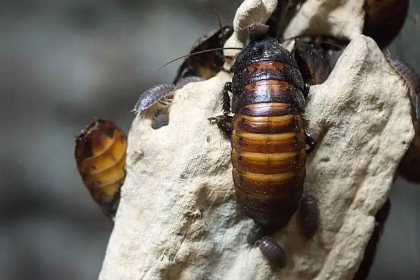 Photo of Palmetto Bug Roach