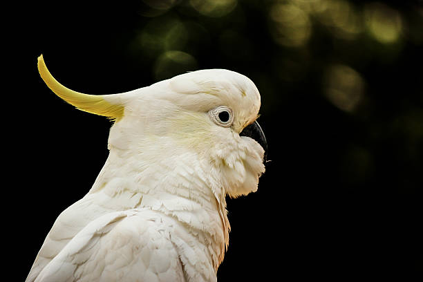 White Cockatoo Portrait