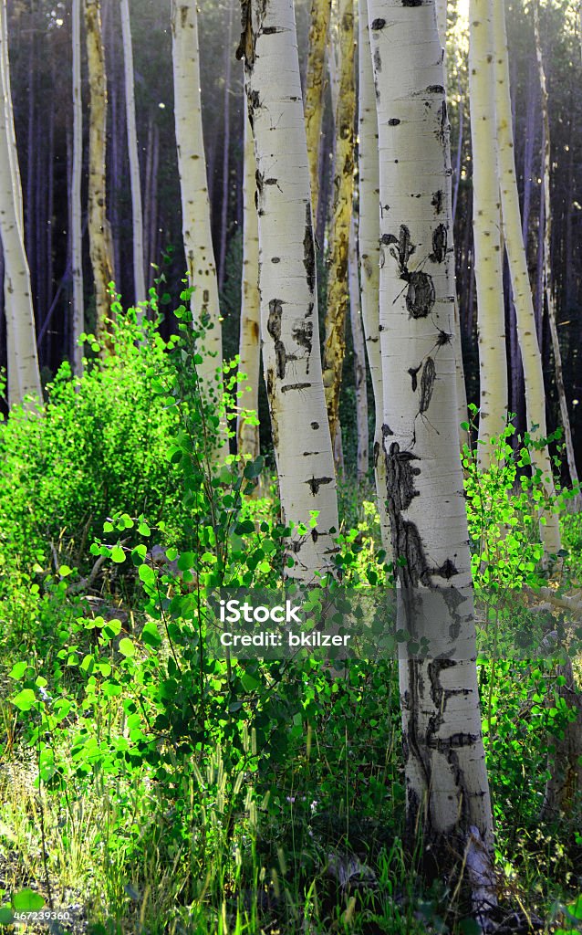 aspen aspen trees in early morning with back light from sun 2015 Stock Photo