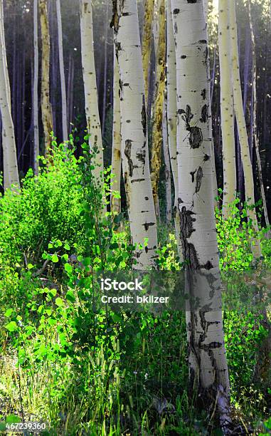 Aspen Stock Photo - Download Image Now - 2015, Back Lit, Colorado