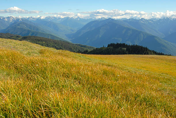 istock Ridge top meadows and Olympic Mountains 467239388