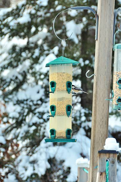 istock Winter Black capped Chickadee at the Bird Feeder 467239457