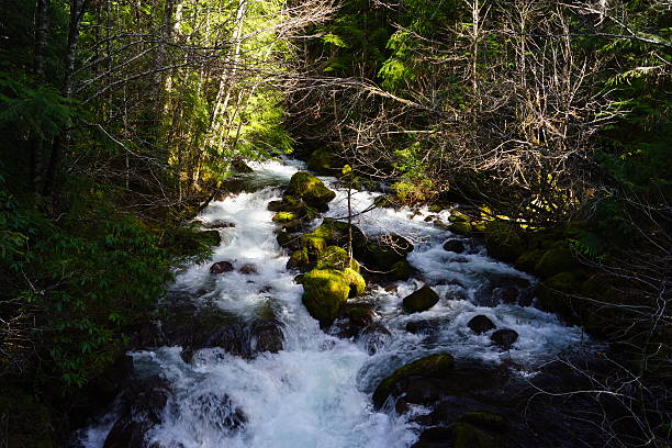 istock Mt. Jefferson's Puzzle Creek 467239818