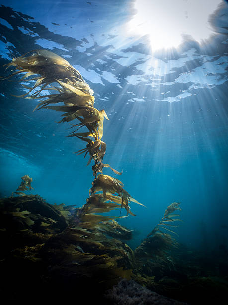 istock Sunburst Reef Kelp Laguna Beach Underwater 467241920