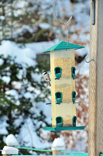 istock Winter Black capped Chickadee at the Bird Feeder 467242443