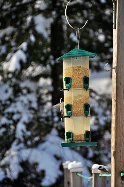 istock Winter Black capped Chickadee at the Bird Feeder 467242467