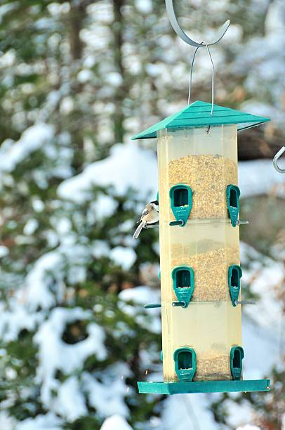 istock Winter Black capped Chickadee at the Bird Feeder 467242489