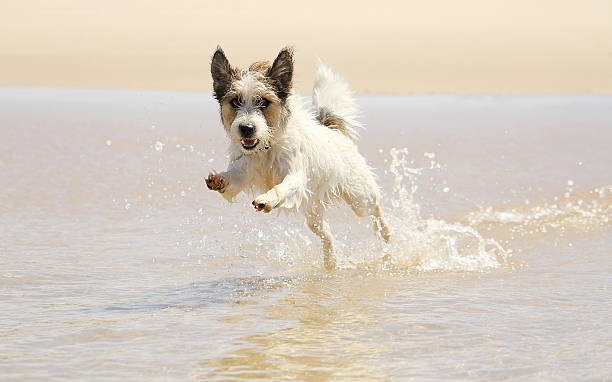 istock Jack russell dog jumping a wave at the beach 467242610