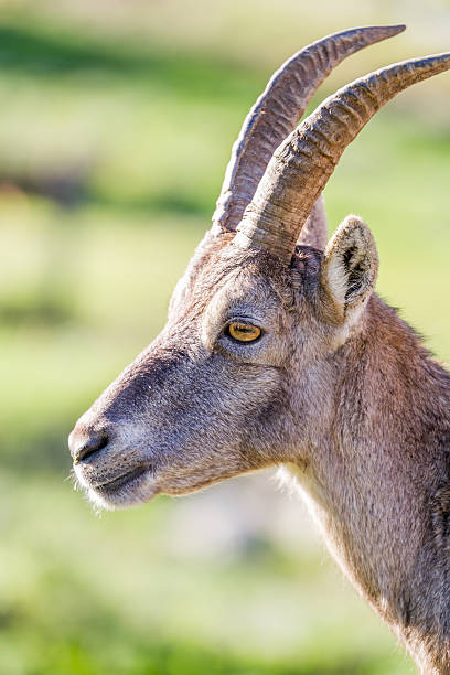 Profile of an Ibex doe stock photo