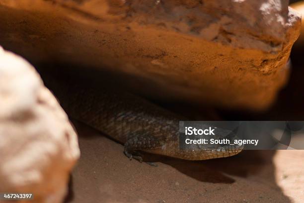 Bobtail Lizard Stock Photo - Download Image Now - Animal, Animal Mouth, Animal Scale