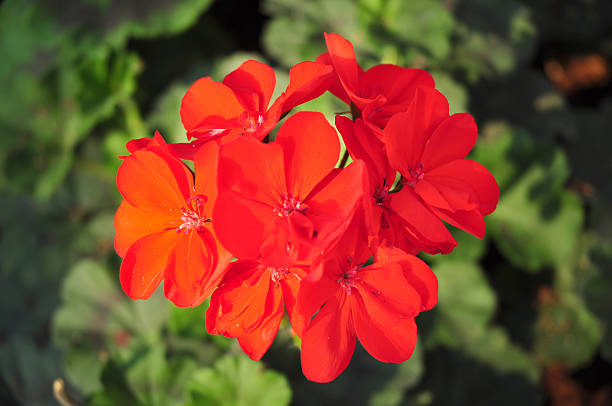 istock red flower on many color background 467243739